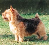 Nowadays one should look to the vast number of dogs that have unsound, short ribcages low fronts with wide set legs and also very wide front movement. Feet: LEFT.