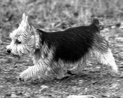 22 NORWICH TERRIER EDUCATIONAL STANDARD COMPENDIUM 23 Movement: Forelegs should move straight forward when travelling; hind legs follow in their