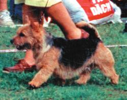 The Norwich terriers free, effortless movement is in accordance with an active, robust little terrier.