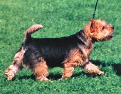 Free movement with powerful drive from hindquarters is asked for and shown here. This dog also has good length of neck and well carried tail.