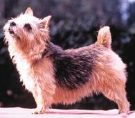 24 NORWICH TERRIER EDUCATIONAL STANDARD COMPENDIUM 25 Coat: Hard, wiry, straight, lying close to body, thick undercoat. Longer and rougher on neck forming a ruff to frame face.