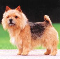 So why should we accept an untypical trim in the Norwich Terrier? LEFT.