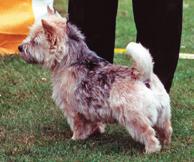 26 NORWICH TERRIER EDUCATIONAL STANDARD COMPENDIUM 27 Colour: All shades of red, wheaten, black and tan or grizzle. White marks or patches are undesirable.