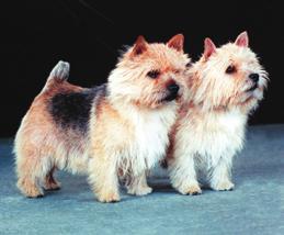 The Norwich terriers grizzle is a deep red basic colour with more or less black hairtips which gives the grizzle pattern; dark on forehead like a balaclava, black on ears, around the neck, mixed on