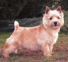The standard is clear and tolerant but not everyone knows that the Norwich- like the Lakeland Terrier has a diluted red colour that can be from the lightest pink to clear, bright orange.