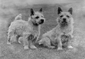 4 NORWICH TERRIER EDUCATIONAL STANDARD COMPENDIUM 5 standard & NORWICH TERRIER FCI-NUMBER 72 ORIGINALSTANDARD: 1987-06-24 FCI-Standard: 1988-02-02; english SKKs Standardcommitté: 2003-10-08 Country