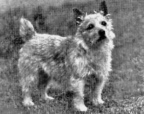 The rural area with vast fields of crop developed a need for ratting dogs to keep vermin down in the barns where wheat and corn was stored. Hence there were plentiful small terriers on the farms.