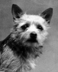 Their reputation as keen, friendly little dogs spread and by the end of 1890 they became fashionable pets among Cambridge students and horse people in Norfolk.