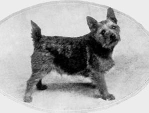 In 1932 the Norwich Terrier was recognised by The Kennel Club as a breed with pricked or dropped ears. In 1964 the dropped eared variety declared a breed of its own under the name of Norfolk Terrier.