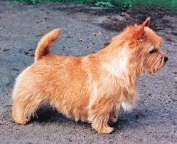 6 NORWICH TERRIER EDUCATIONAL STANDARD COMPENDIUM 7 General appearance: One of the smallest of the terriers.