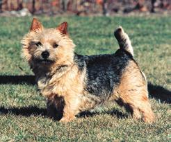 The Norwich Terriers should have good bone and substance, never coarse or heavy but with powerful legs.