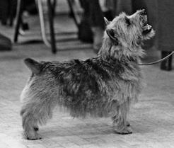 The Norwich Terrier is a happy very animated terrier. Hence shy dogs with dropped tail are not typical for the breed.