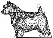The correct Norwich Terrier will combine substance and terrier style, ie alert pose and some reach of neck.