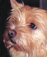 8 NORWICH TERRIER EDUCATIONAL STANDARD COMPENDIUM 9 Head: Slightly rounded, wide skull, good width between ears. Muzzle wedge-shaped and strong.
