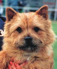 The head proportions are very important as rather small variations can alter the correct headtype to one of Cairn- or Australian Terrier instead.