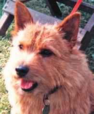 Considering that the Norwich Terrier standard consists of 81 details that should comply to good breed type, 6 of these concerns the bite and none