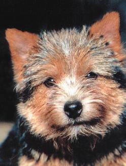 10 NORWICH TERRIER EDUCATIONAL STANDARD COMPENDIUM 11 Eyes: Eyes small, oval-shaped, dark, full of expression, bright and