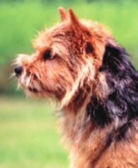 When judging several low legged terrier breeds one has to remember that Norwich Terriers are not requested to have small ears like for