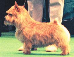 The Norwich Terriers correct general appearance and balance very much depends on a strong neck of correct, good