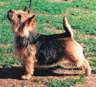 16 NORWICH TERRIER EDUCATIONAL STANDARD COMPENDIUM 17 Body: Short back, compact with good depth. Ribcage long and well sprung with short loin.