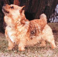 The correct low legged Norwich Terrier with short, level back and compact body with good depth. Excellent hindquarters and tail set.