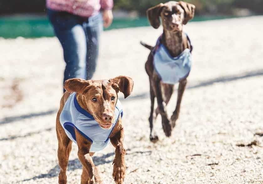 dog coats Image shown: Cooling Vest Cooling vest XXS-S contain fastening for a leash Ideal for training or shows Excellent absorption capacity Cools and gives a feeling of comfort Blue Dip in