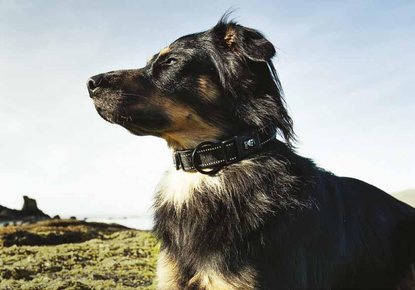 Leashes and Collars Image shown: Padded Collar - Ergonomic design Adjustable fit Highly durable PADDED COLLAR Comfortable on the dog s neck, a good collar is safe and