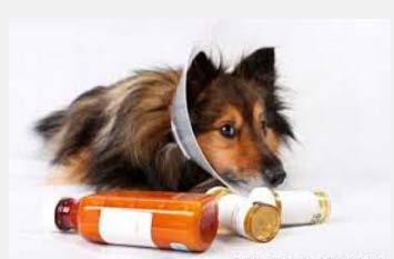 5. Cure: animals are given medicines to treat them when sick Disease