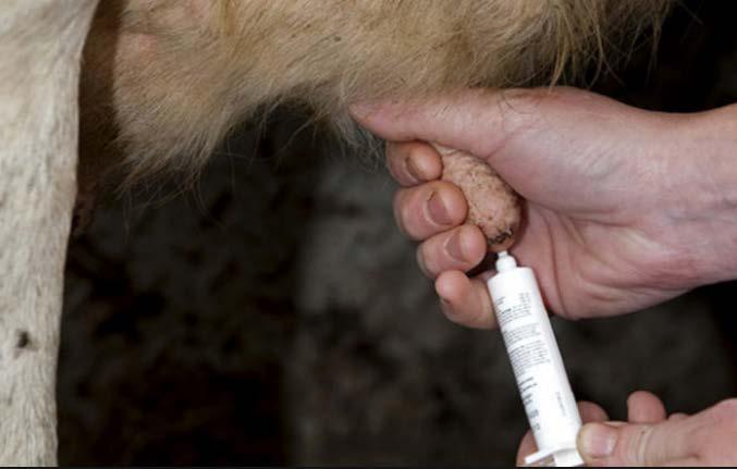 5. Cure: antibiotics are routinely given to farm animal even when they are not