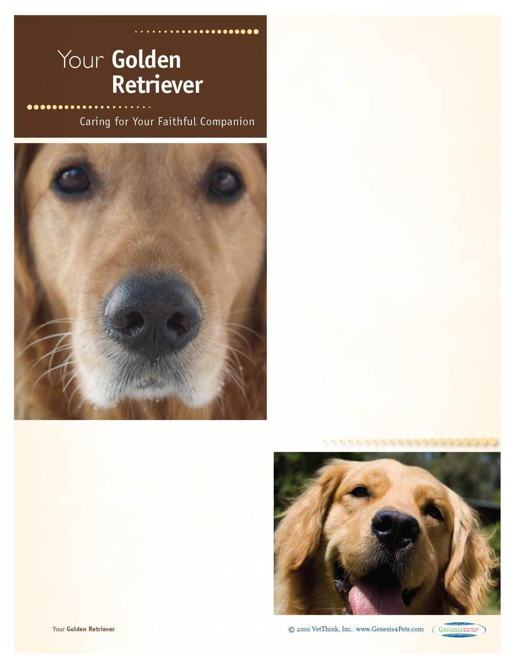 Golden Retrievers: What a Unique Breed! Your dog is special! She s your best friend and companion and a source of unconditional love.