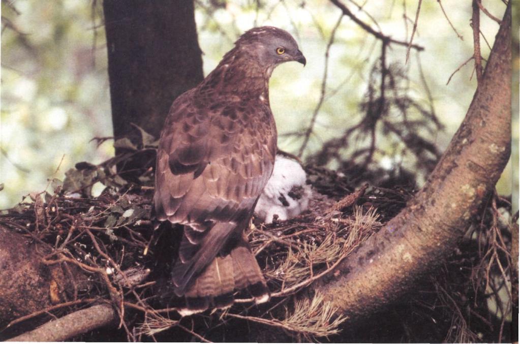 248 & 249. Adult male European Honey-buzzard Pernis apivorus at nest with chick,wales, July 2000.