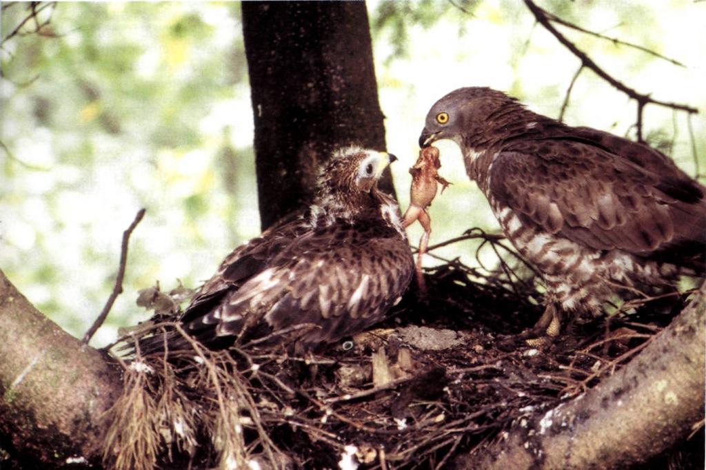 2000.The nest is the same as that in plates 248 & 249, but in these photos the chick