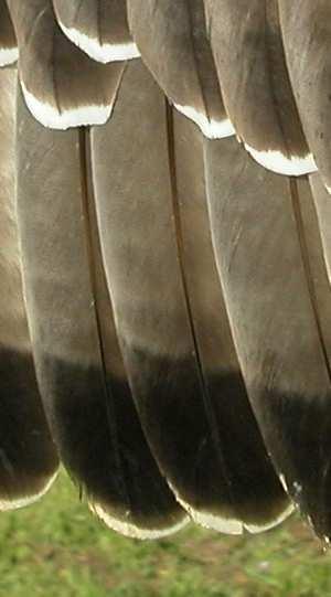 feathers with barring unevenly distributed; dark under the outermost primary