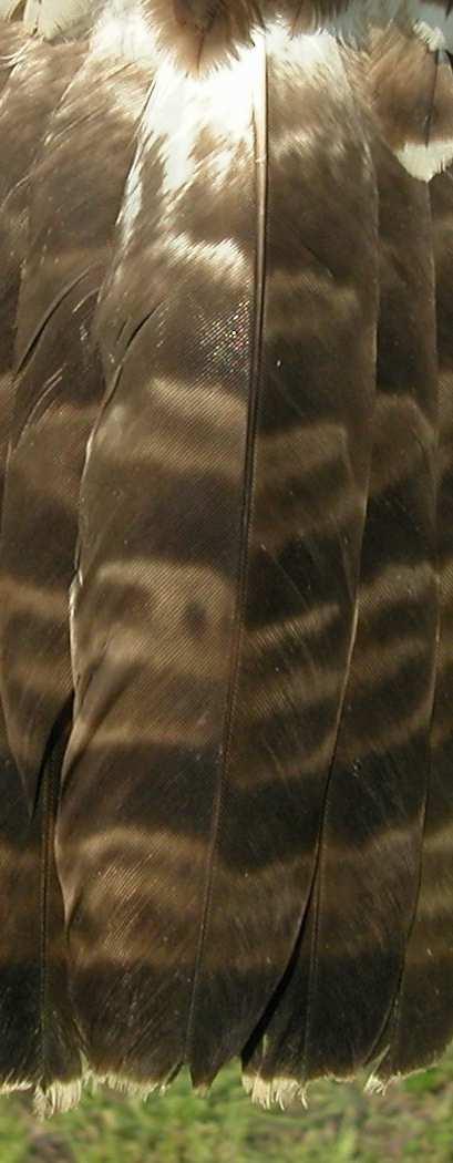 Pattern of the central tail