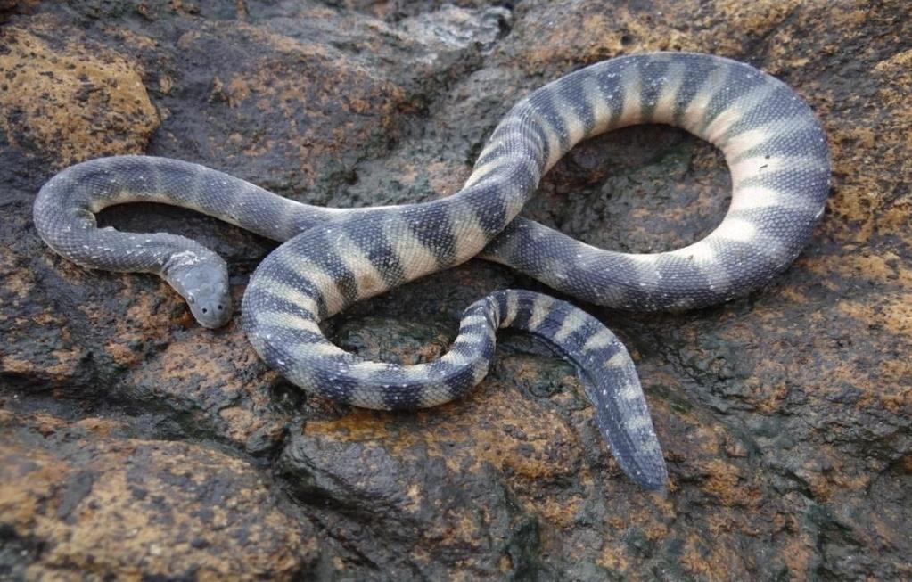 2. Hook-nosed sea snake (Enhydrina schistosa) Vol.