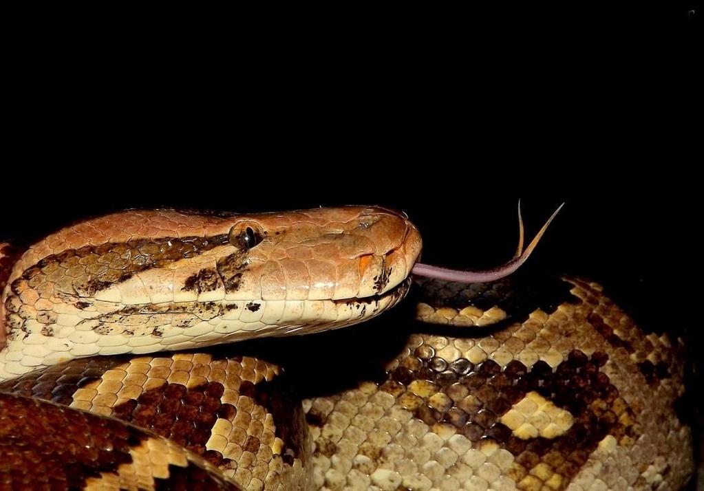 Figure 2.3: Indian rock python (Python molurus ) Figure 2.