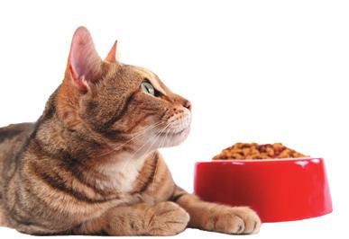 NUTRITION How important is proper nutrition? The right diet is vital to keep your cat fit and healthy. Poor nutrition accounts for a remarkably high percentage of the health problems we see.
