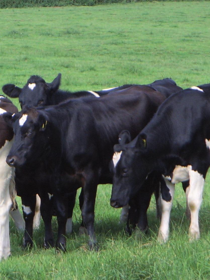COWS Control Of Worms Sustainably SUSTAINABLE