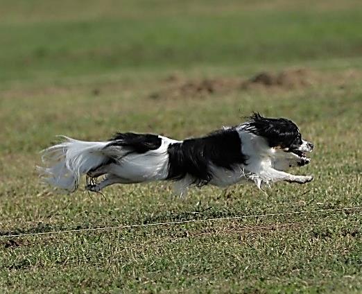 Woofer October- 7 Broadening Her Horizons Vienna recently tried two new dog sports: Coursing Ability and Scent Work.