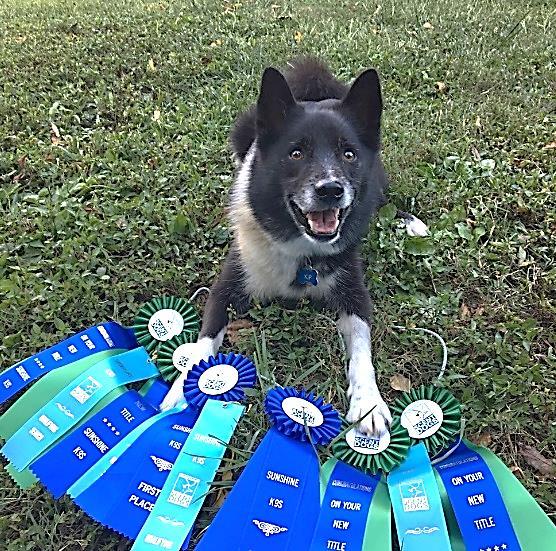 Spotlight Vienna Tri Symphony PH, BN, RN, NA, NF, CGC, TKI Owned and loved by Melanie Harriman Sniffing out the Ribbons Brekkubruns