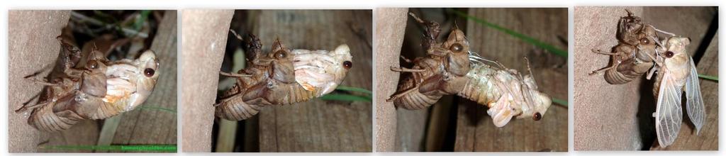 Name: Cicadas Cicadas spend most of their life-span underground, feeding on the juices of tree roots.
