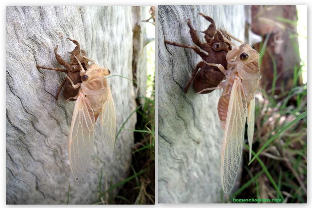 In this time they reproduce. Male cicadas sing a specific mating song.