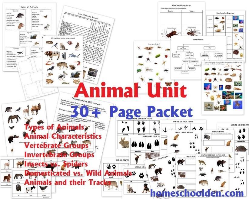 Animal Packet My kids - and my girls in particular - love animals. We did two large units about animals last year.