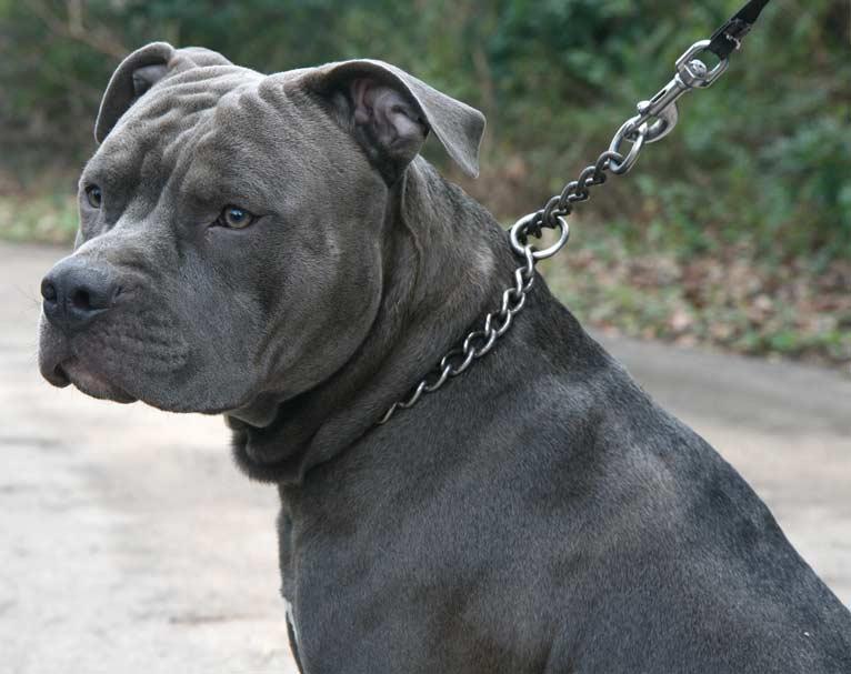 Section 1 of the Dangerous Dogs Act 1991 applies to types such as pit bulls.