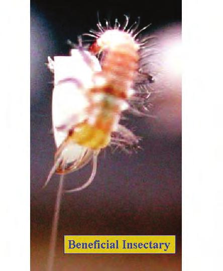 The small larvae must eat within a few hours of hatching or they will die.