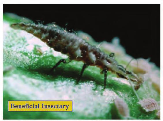 One of the most ferocious animals in the natural world is not the lion or tiger or bear but the mighty lacewing larva.
