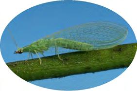 Similar to other larvae, it creates a thin strand of