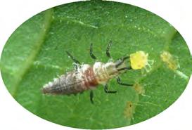 Approximately five days after the larva begins to