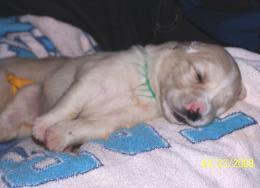 7 MORE PUPPY PICTURES TO ADOPT OR SURRENDER A DOG, CALL THE GGRR PHONE LINES: 314-995-5477 Kiera, the smallest pup, takes a snooze.