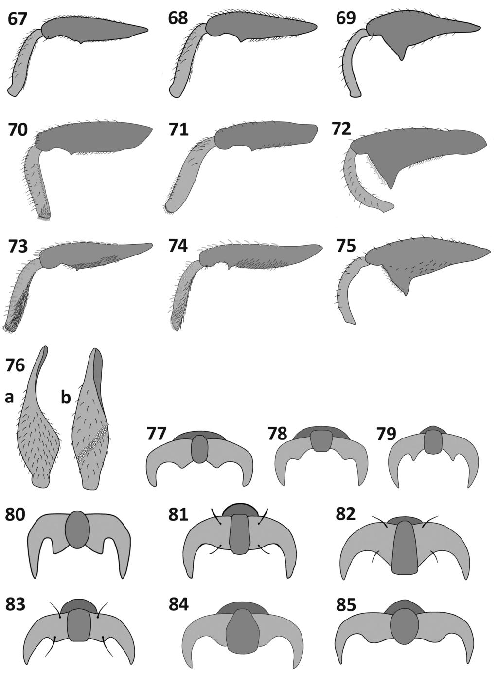 A new genus and nine new species of Eugnomini (Coleoptera, Curculionidae)... 105 Figures 67 85. Legs (67 75) and tarsal claws (77 85): Rasilinus subnodulus sp. n.: 67 front leg 68 middle leg 69 hind leg R.
